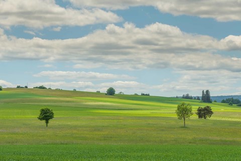 Country meadow near Rotenbach wiesen nature reserve. Friedenweiler