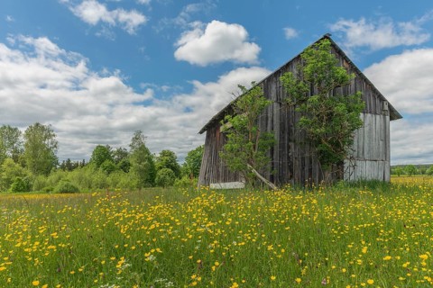 Old barn in a country meadow near Rotenbach wiesen nature reserve. Friedenweiler