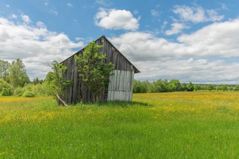 Old barn in a country meadow near Rotenbach wiesen nature reserve. Friedenweiler