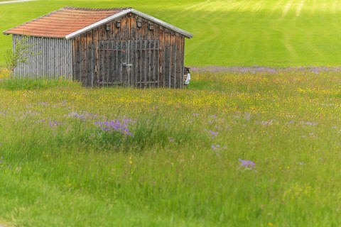 Old barn in a country meadow near Rotenbach wiesen nature reserve. Friedenweiler