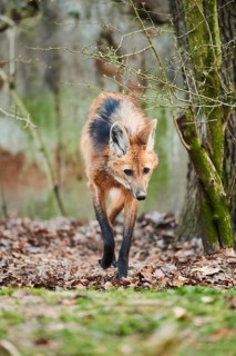 Maned wolf