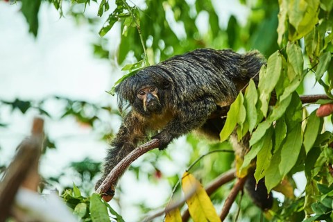White-faced saki
