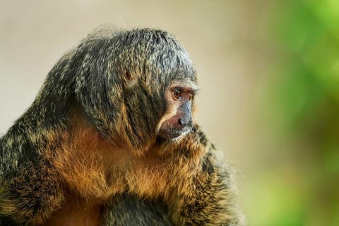 White-faced saki