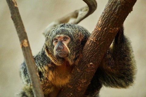 White-faced saki