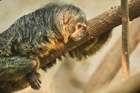 White-faced saki