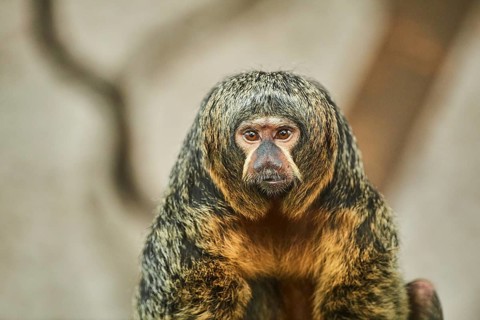 White-faced saki