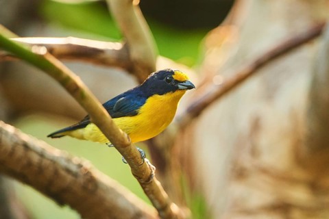 Violaceous euphonia