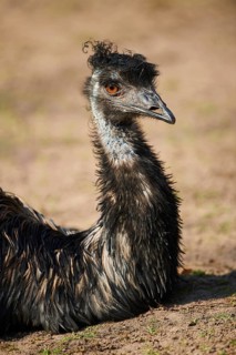 Emu