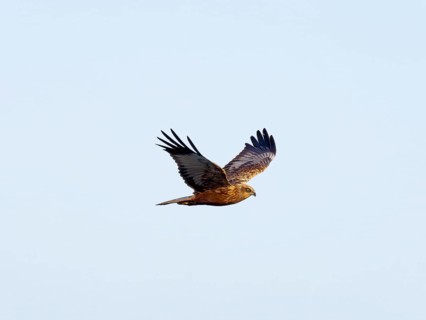 Western marsh-harrier