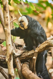 White-faced saki