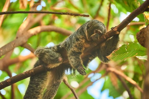 White-faced saki