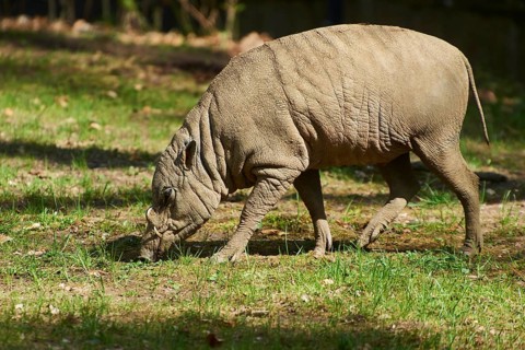 Deer-pigs