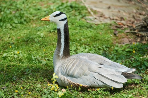 Bar-headed goose