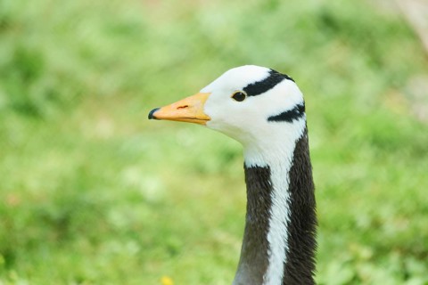 Bar-headed goose