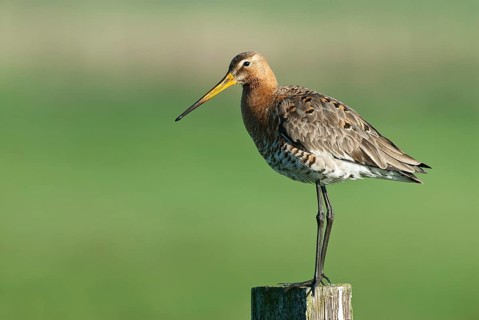 Black-tailed Godwit