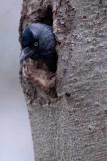 Western jackdaw