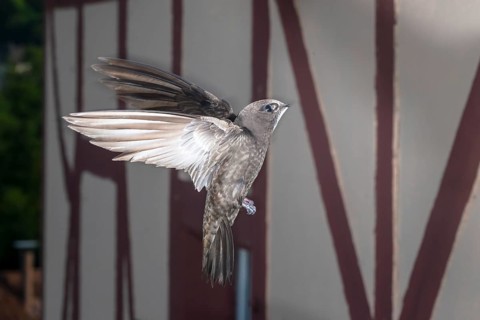Common swift