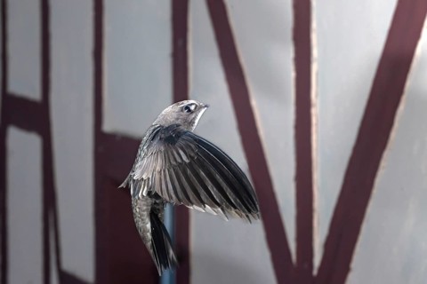 Common swift