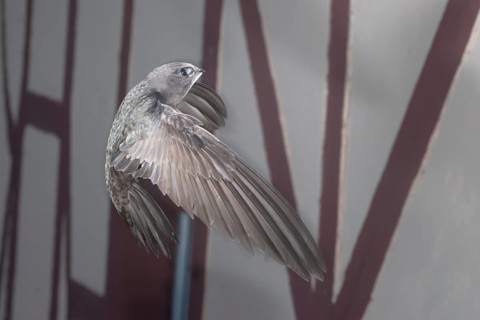 Common swift