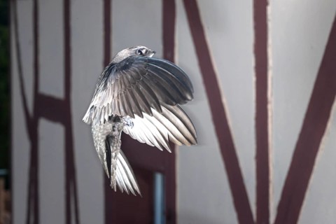 Common swift