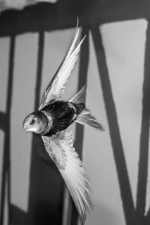 Common swift