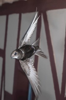Common swift