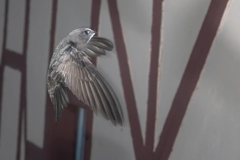 Common swift