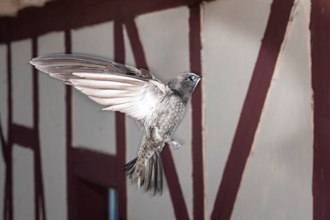 Common swift