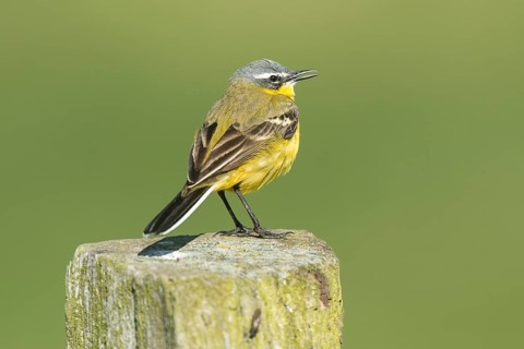 Male blue-headed wagtail
