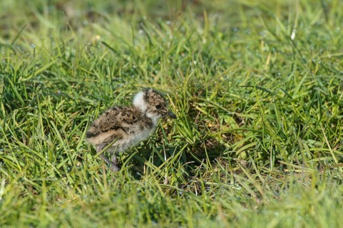 Northern lapwing