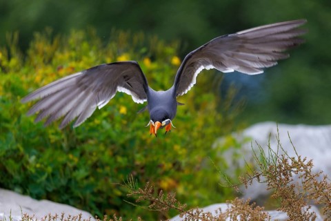 Inca Tern