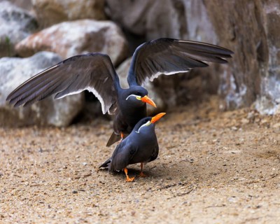 Inca Tern