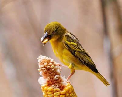 Textor weaver bird