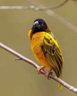 Textor weaver bird
