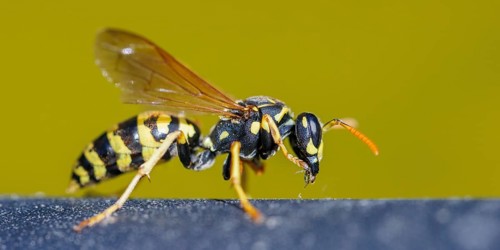 Field wasp