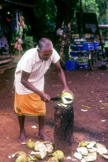 Tender coconut seller in Madhur near Kasaragod