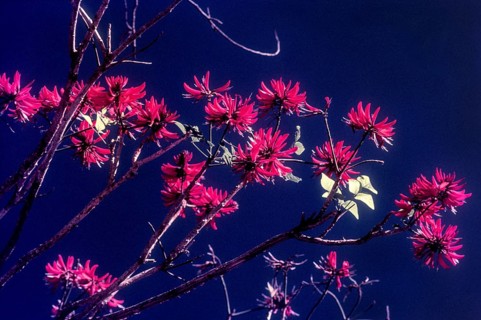 Flowering tree in Munnar