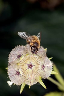 A honey bee