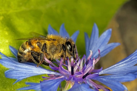 A honey bee