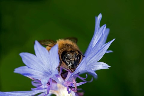 A honey bee
