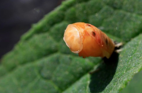 Ladybird