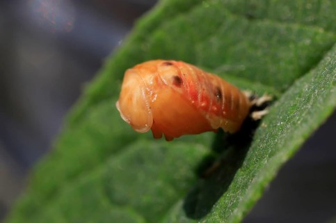 Ladybird