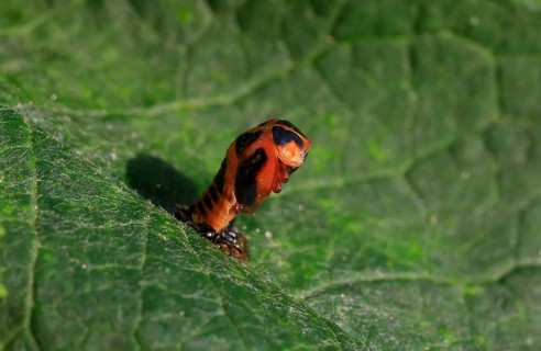 Ladybird