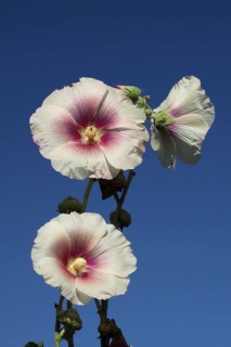 Hollyhock
