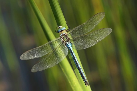 Male emperor dragonfly