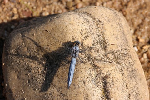 Male southern skimmer