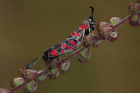 Two sainfoin