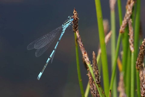 Male azure damselfly