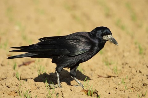 Rook