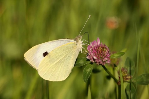 Cabbage butterfly